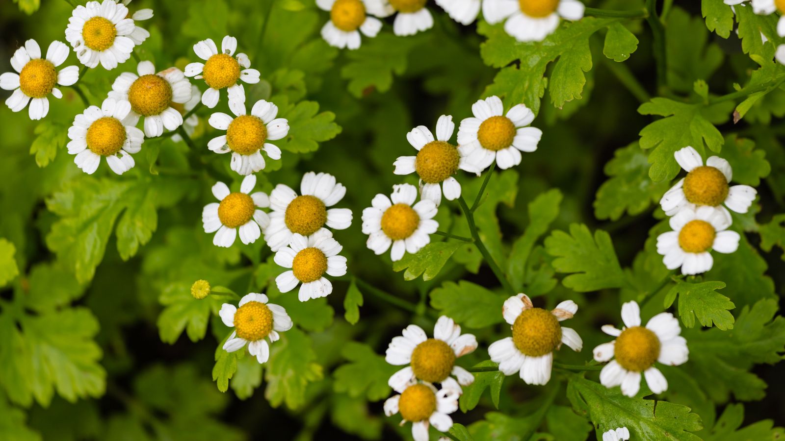 Chrysanthemum cinerariifolium -kopretina starčkolistá