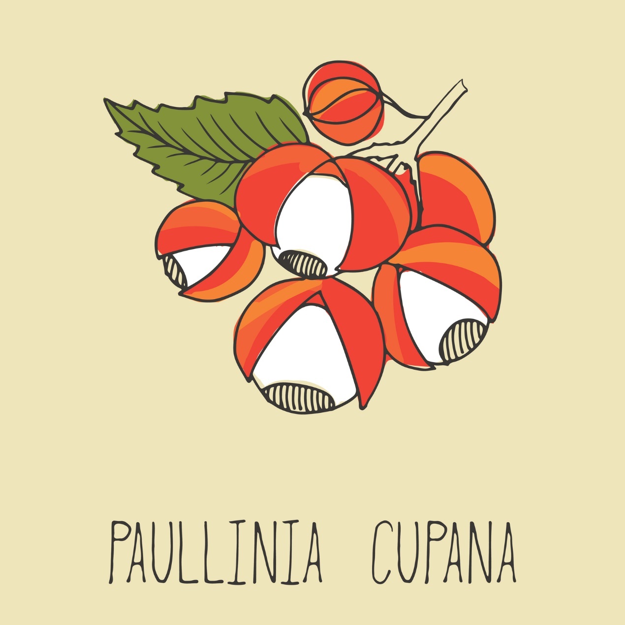 Guarana - Paullinia cupana
