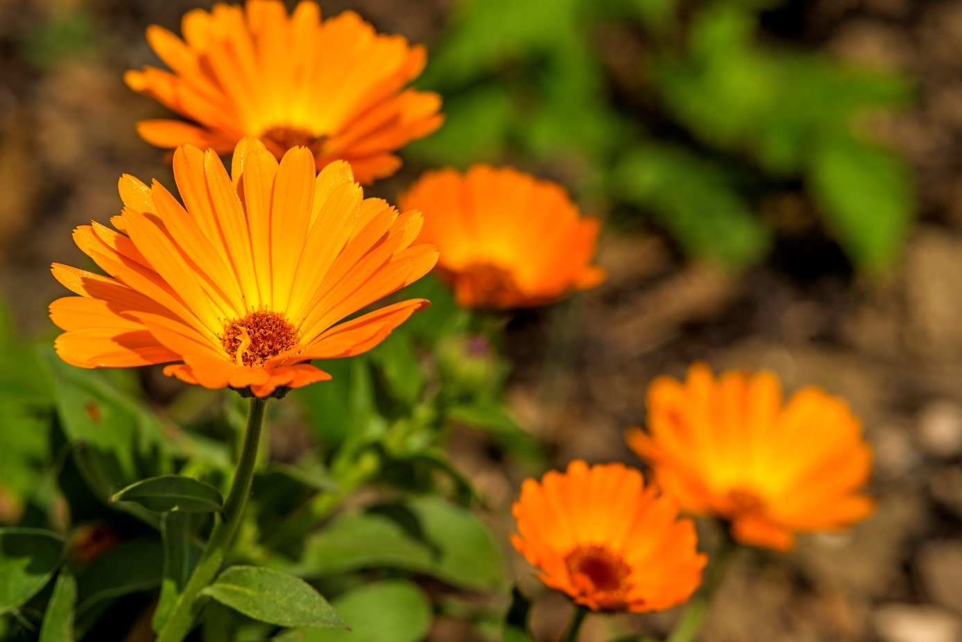 Měsíček lékařský (Calendula officinalis) - květ a kousek stonku a listů rostliny