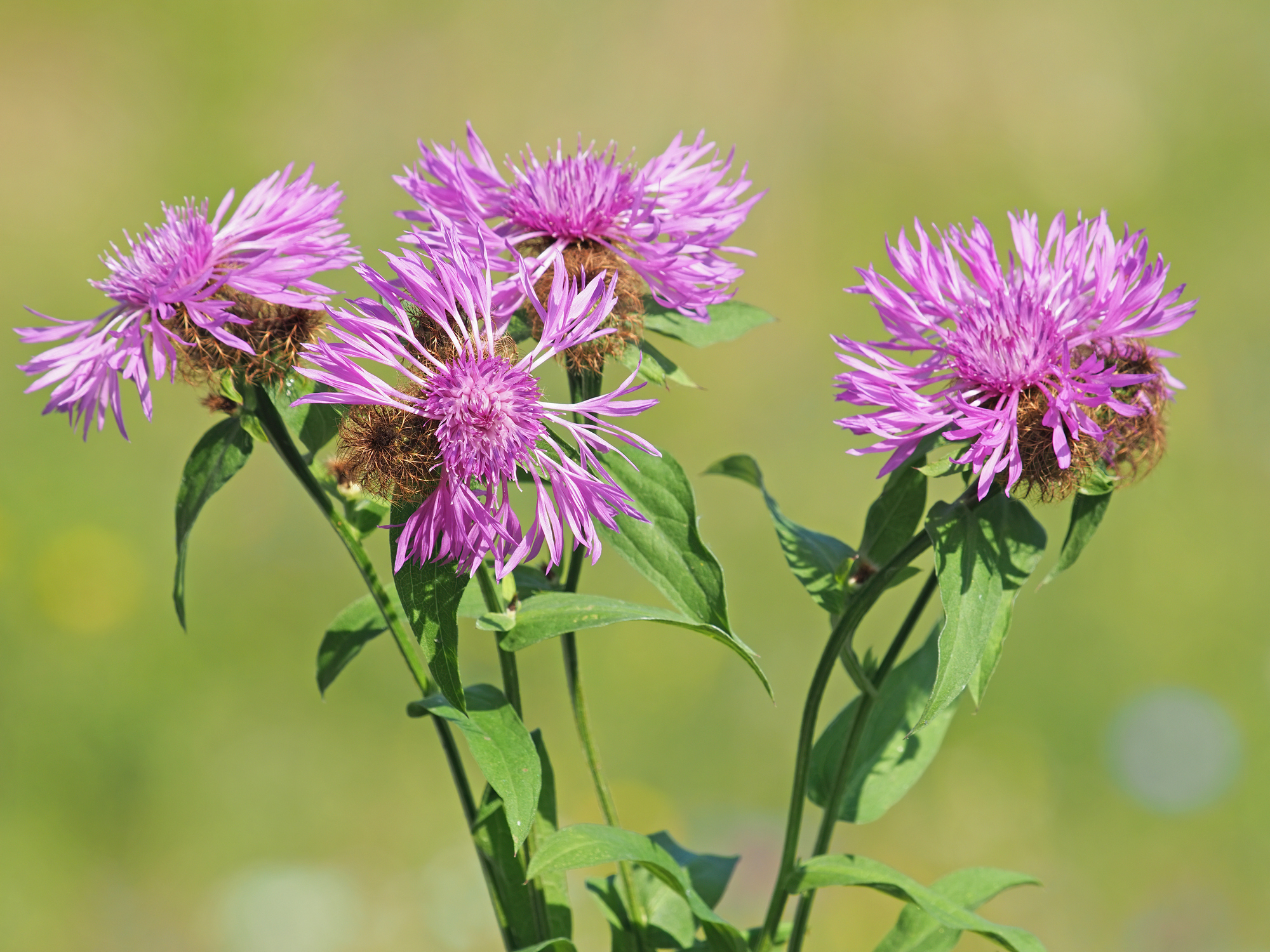 Chrpa třepenitá - Centaurea phrygia