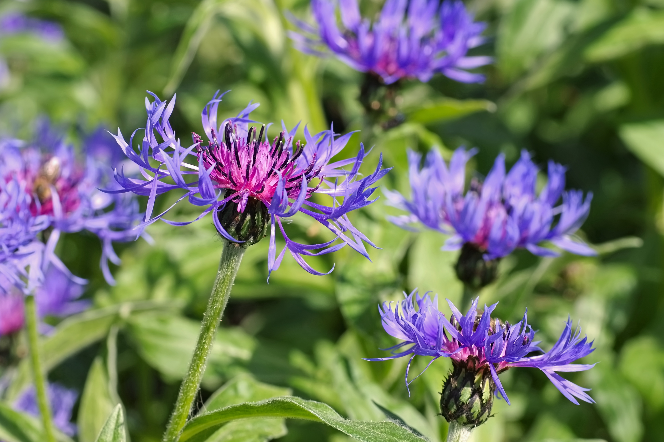 Chrpa horská Centaurea montana