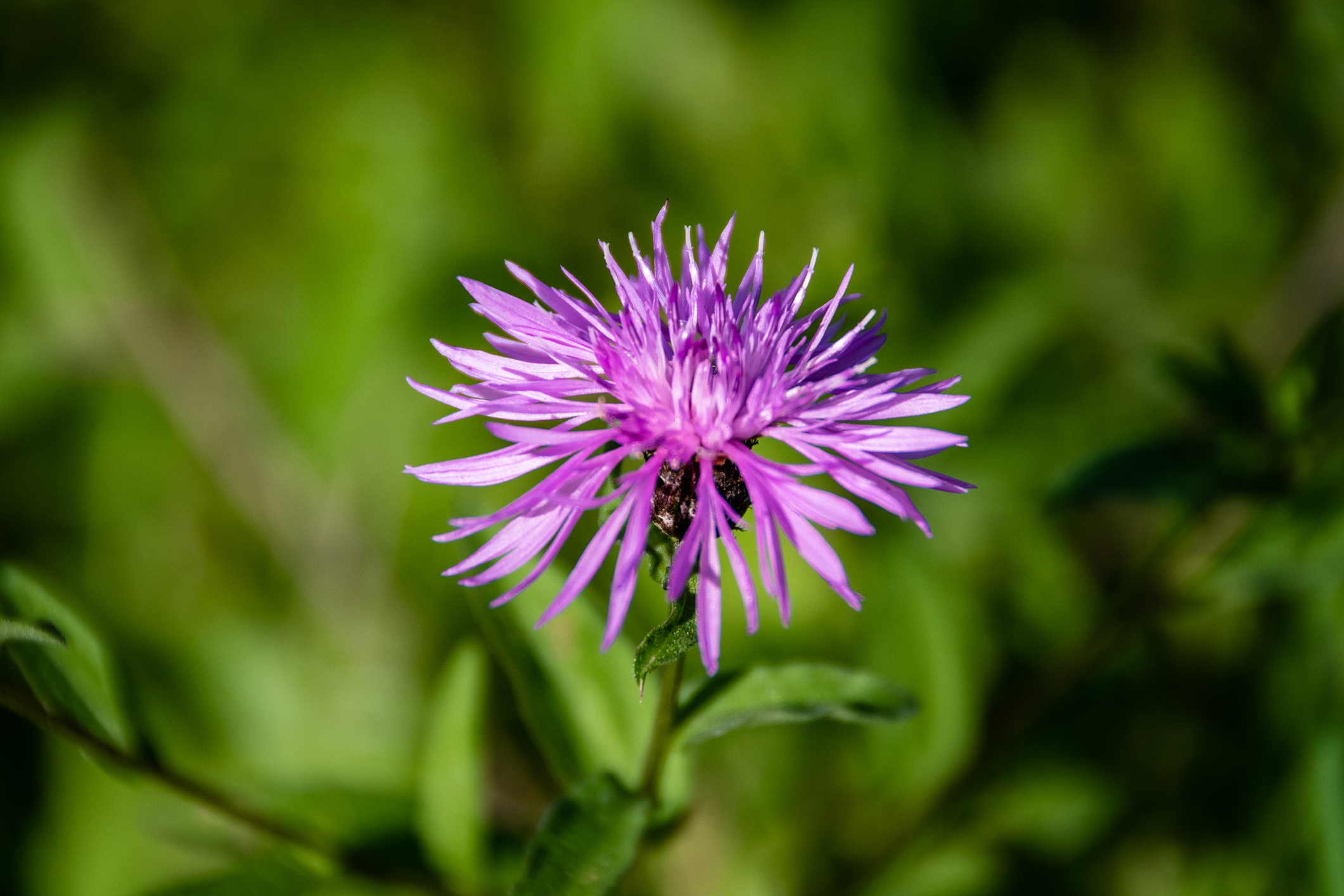 Chrpa luční Centaurea jacea