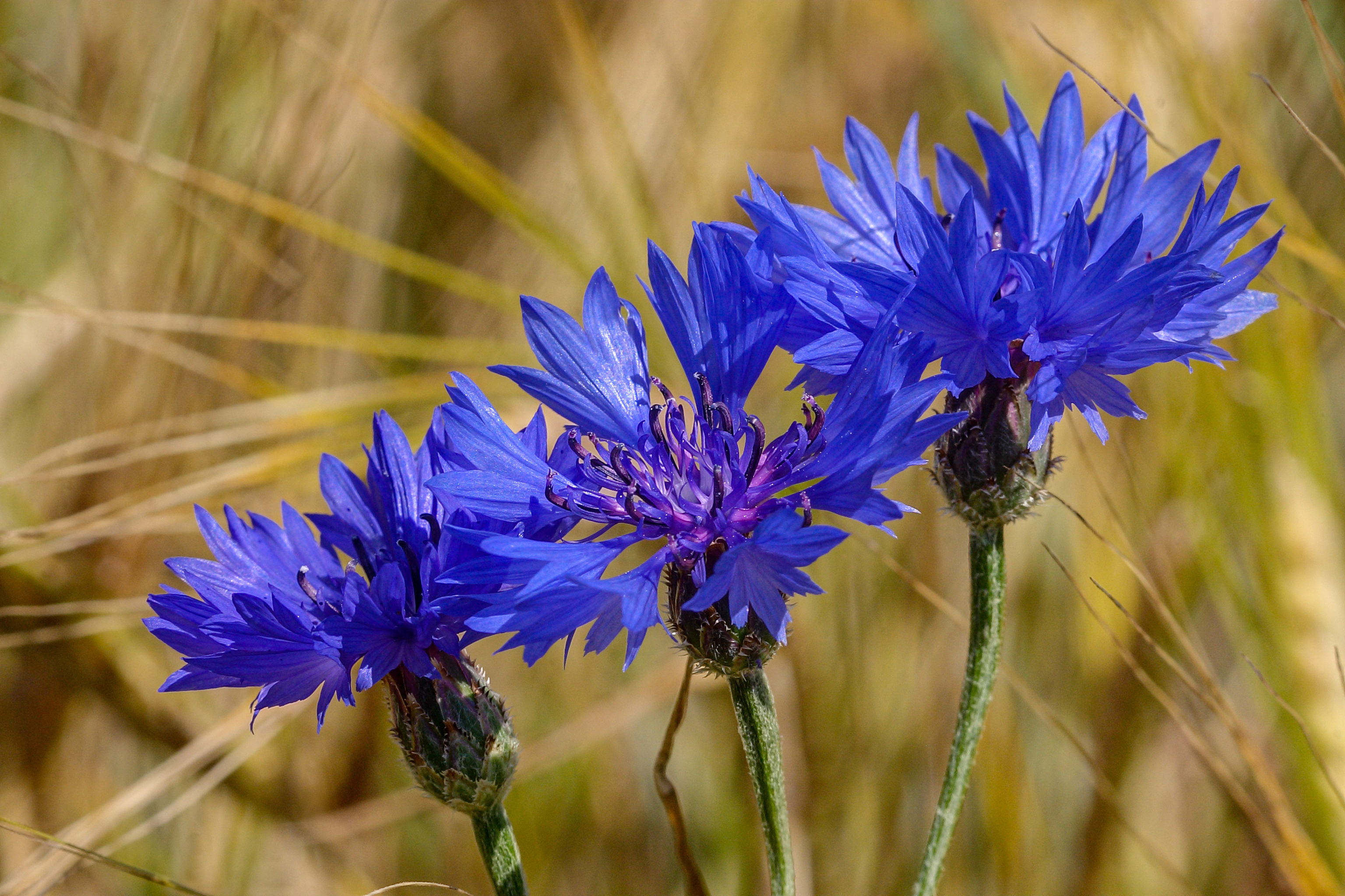 Chrpa modrá (Centaurea cyanus). 