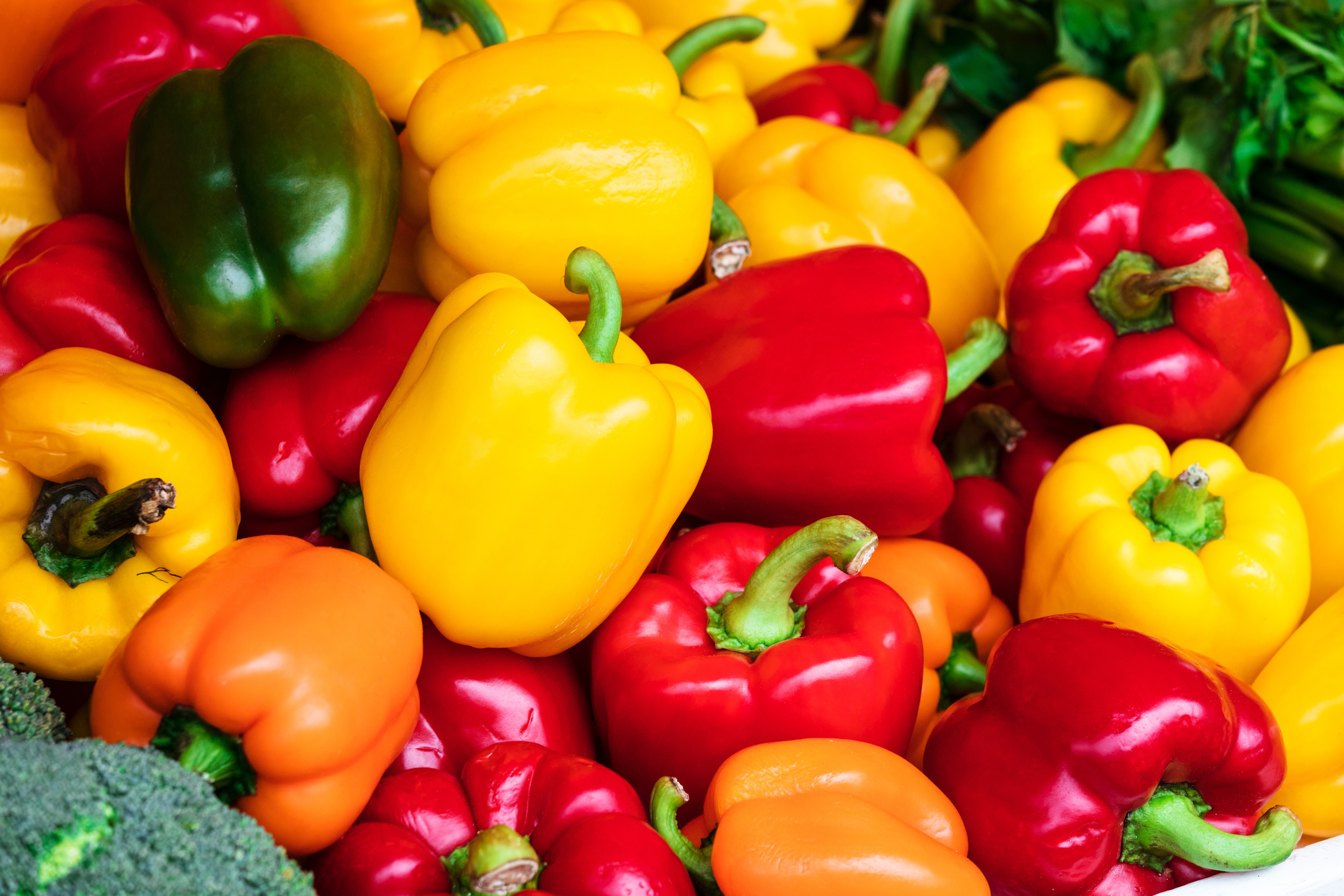 Odrůda: Bell pepper, druh: Paprika setá (Capsicum annuum)