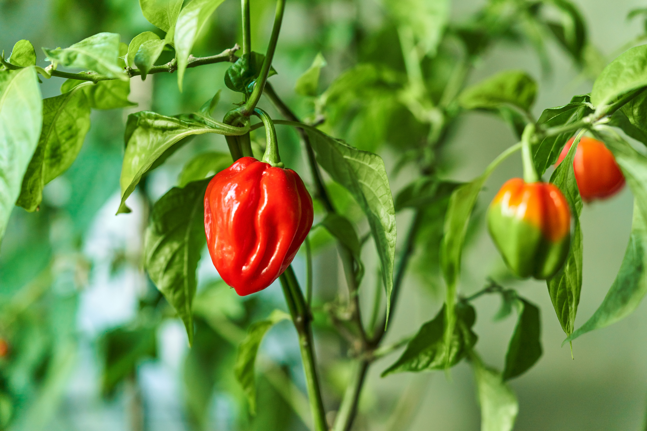 Odrůda: Habanero, Druh: Capsicum chinense 