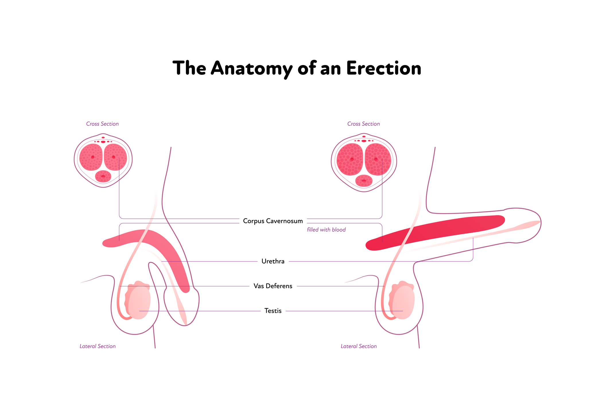 Anatomie erektilní funkce mužského penisu: Testis (varlata), Vas Deferens (chámovod), Urethra (močová trubice), Corpus cavenosum (topořivé těleso) naplněné krví. Zdroj fotografie: Getty Images Anatomie erektilní funkce mužského penisu