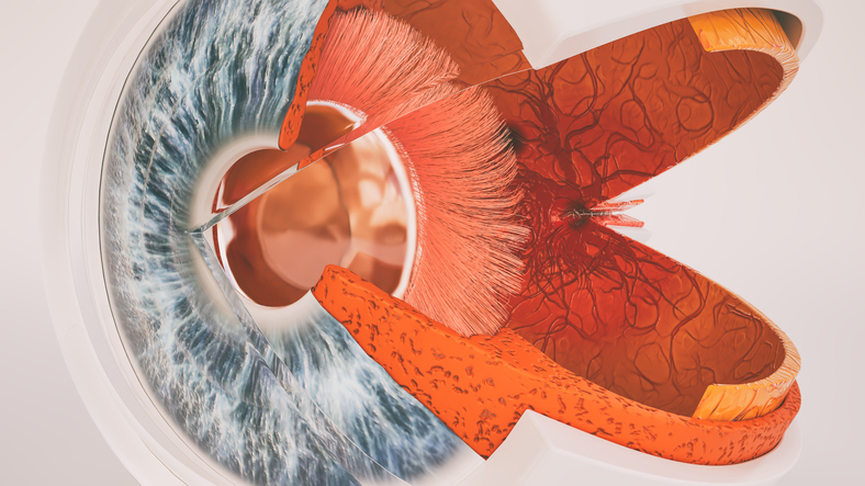 Anatomické zobrazení oka - průřez a vnitřní pohled
