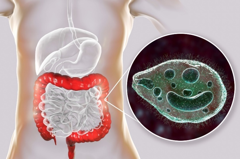 Balantidium coli – parazit napadající tlusté střevo trávicího traktu člověka