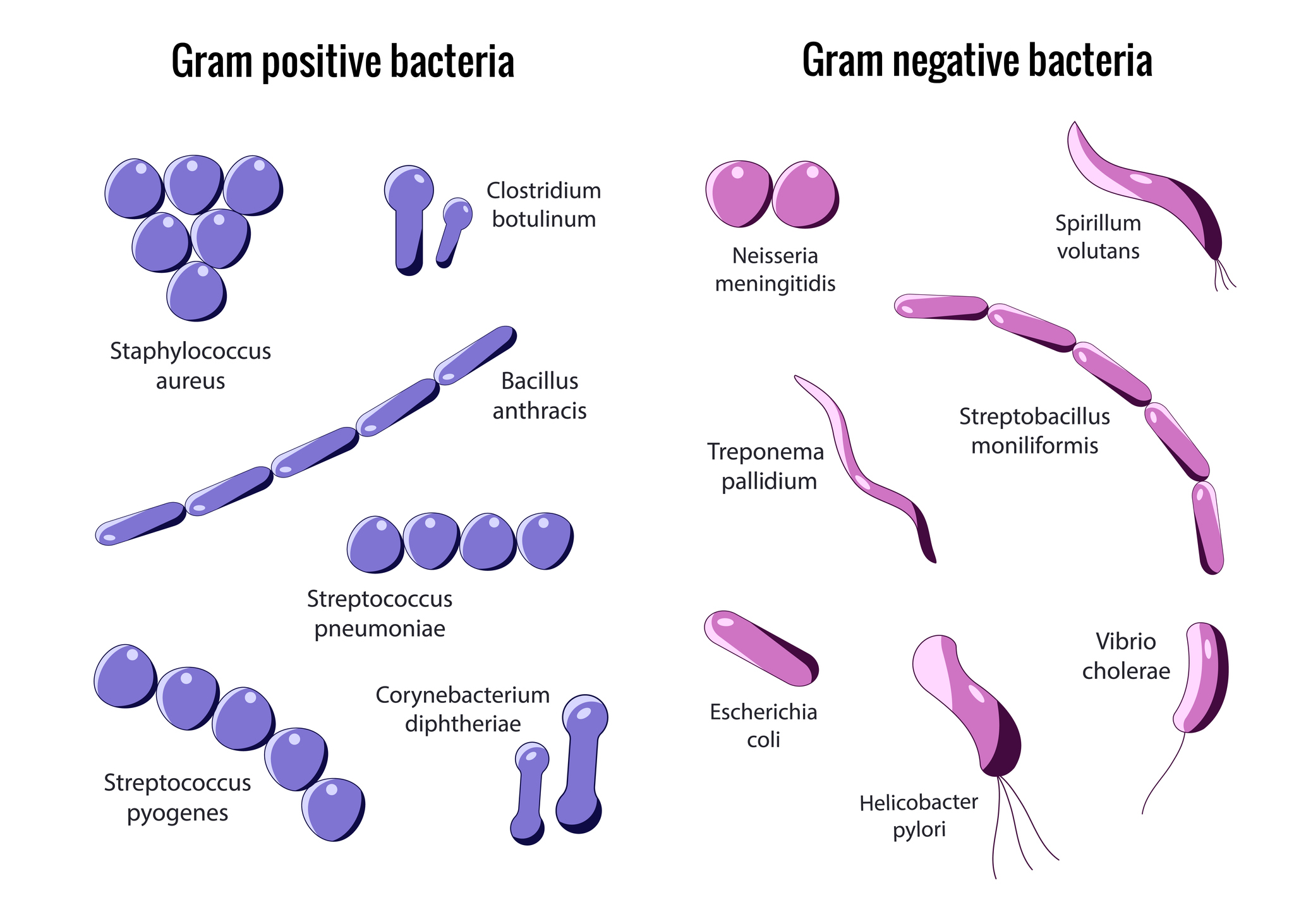 Rozdělení grampozitivních a gramnegativních bakterií