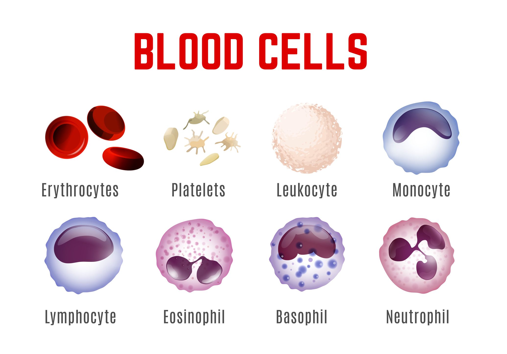 Zobrazení krevních buněk - erytrocyty, trombocyty, leukocyty, monocyty, lymfocyty, eozinofily, bazofily a neutrofily.