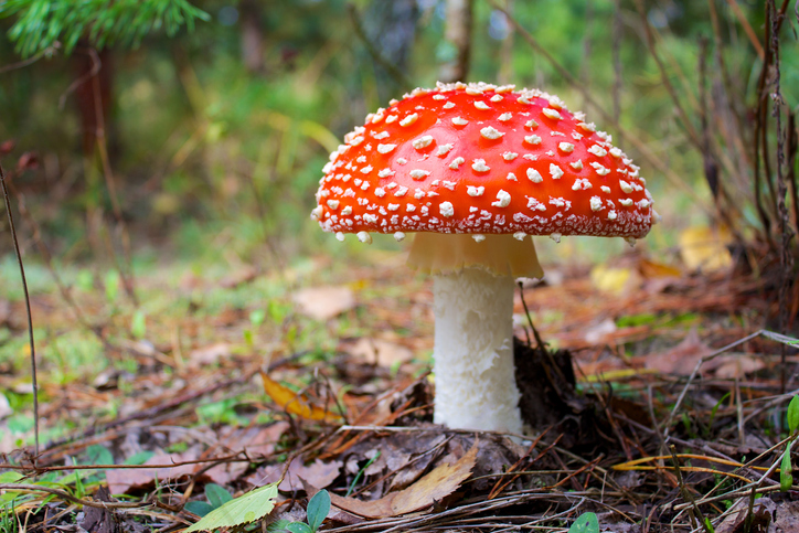 Muchomůrka červená. Zdroj fotografií: Getty Images Toadflax červená