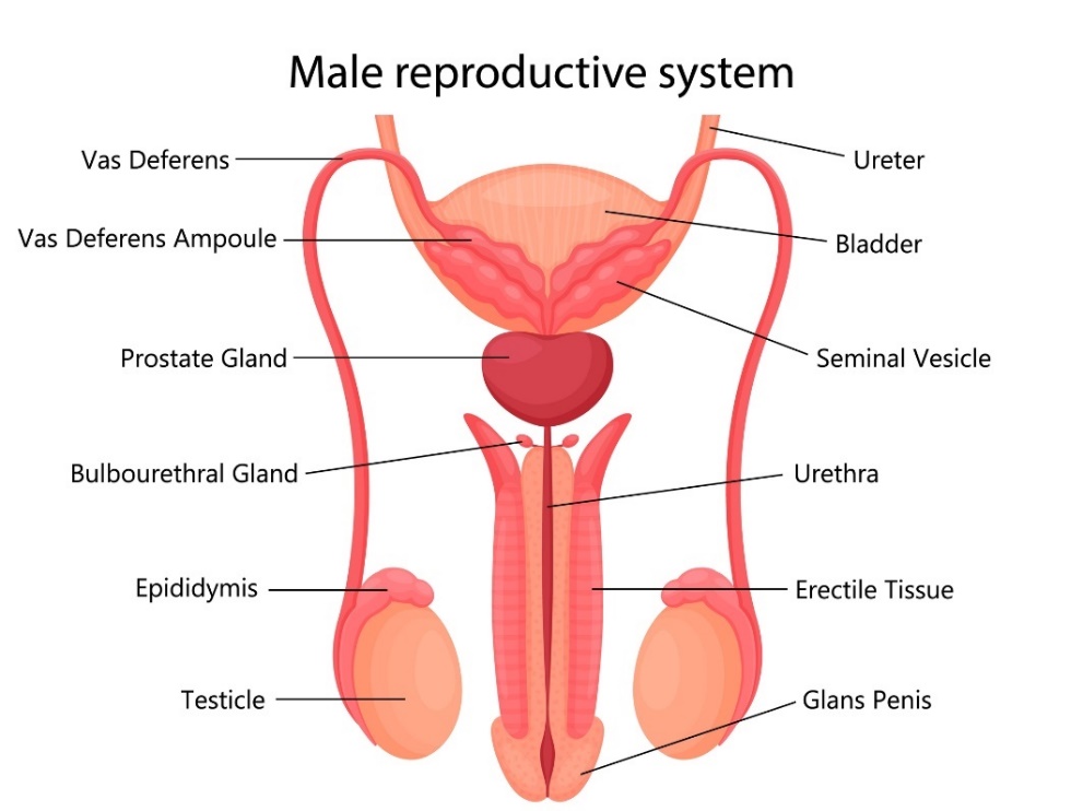 Mužský reprodukční systém