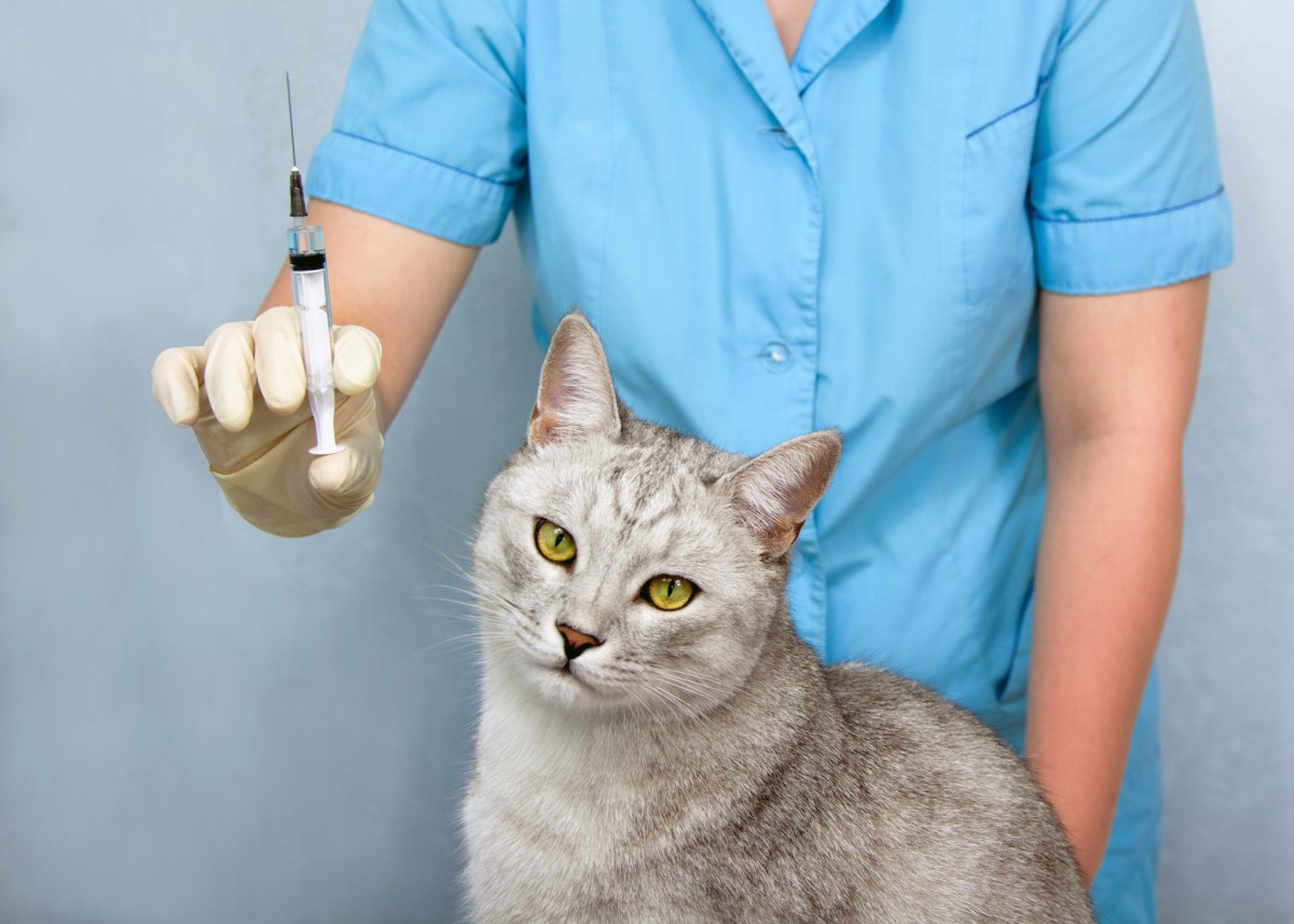 Očkování - veterinář a kočka, injekce, vakcína
