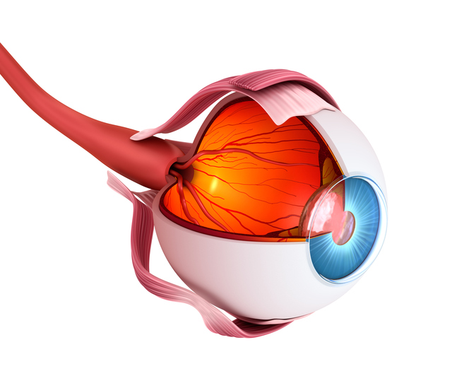 Anatomický pohled na oko