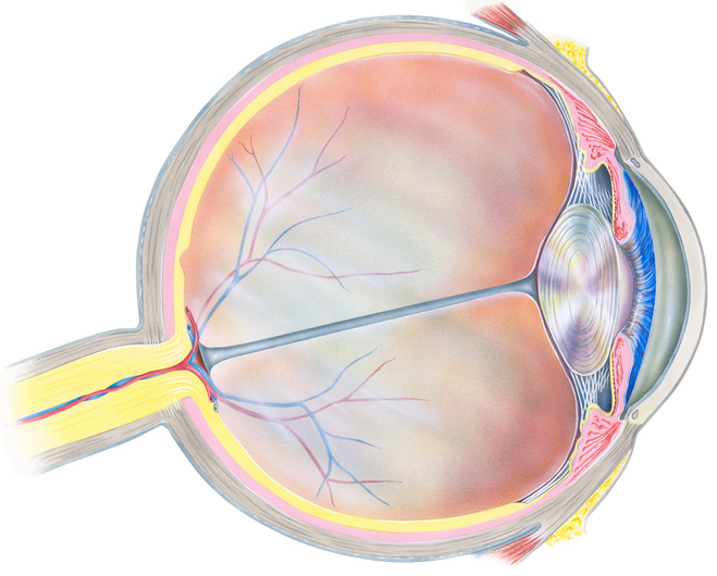 Anatomické znázornění oka