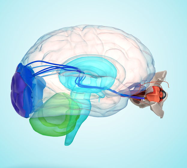 Oko a mozek zobrazené anatomicky