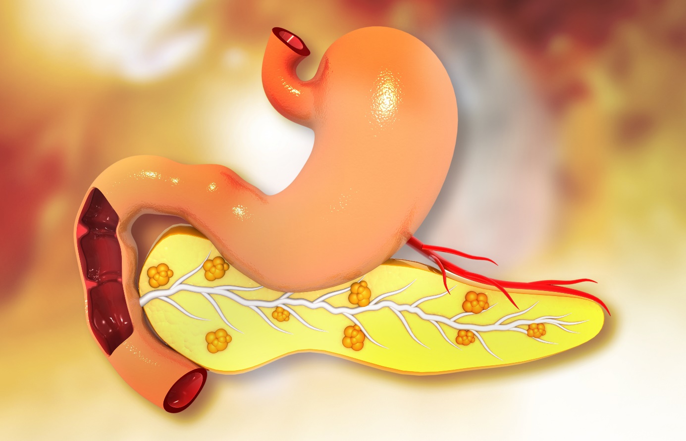 Pankreas – slinivka břišní, anatomické zobrazení