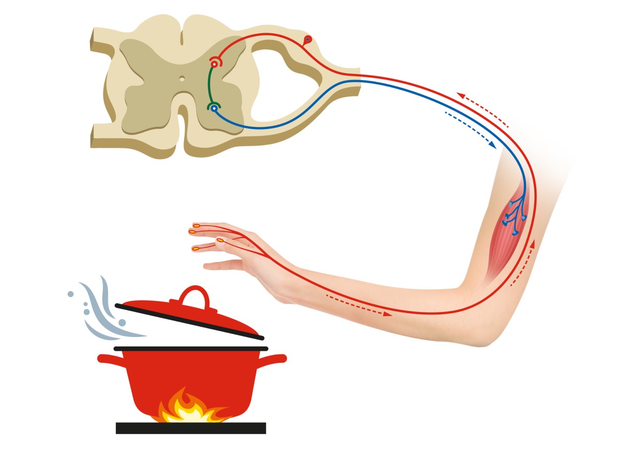 Znázornění reflexního oblouku - reflexu, který nám umožňuje vnímat nebezpečné podněty, v tomto případě ochranu před popálením - ruka s nervovými dráhami a znázornění odtažení ruky od horkého hrnce.