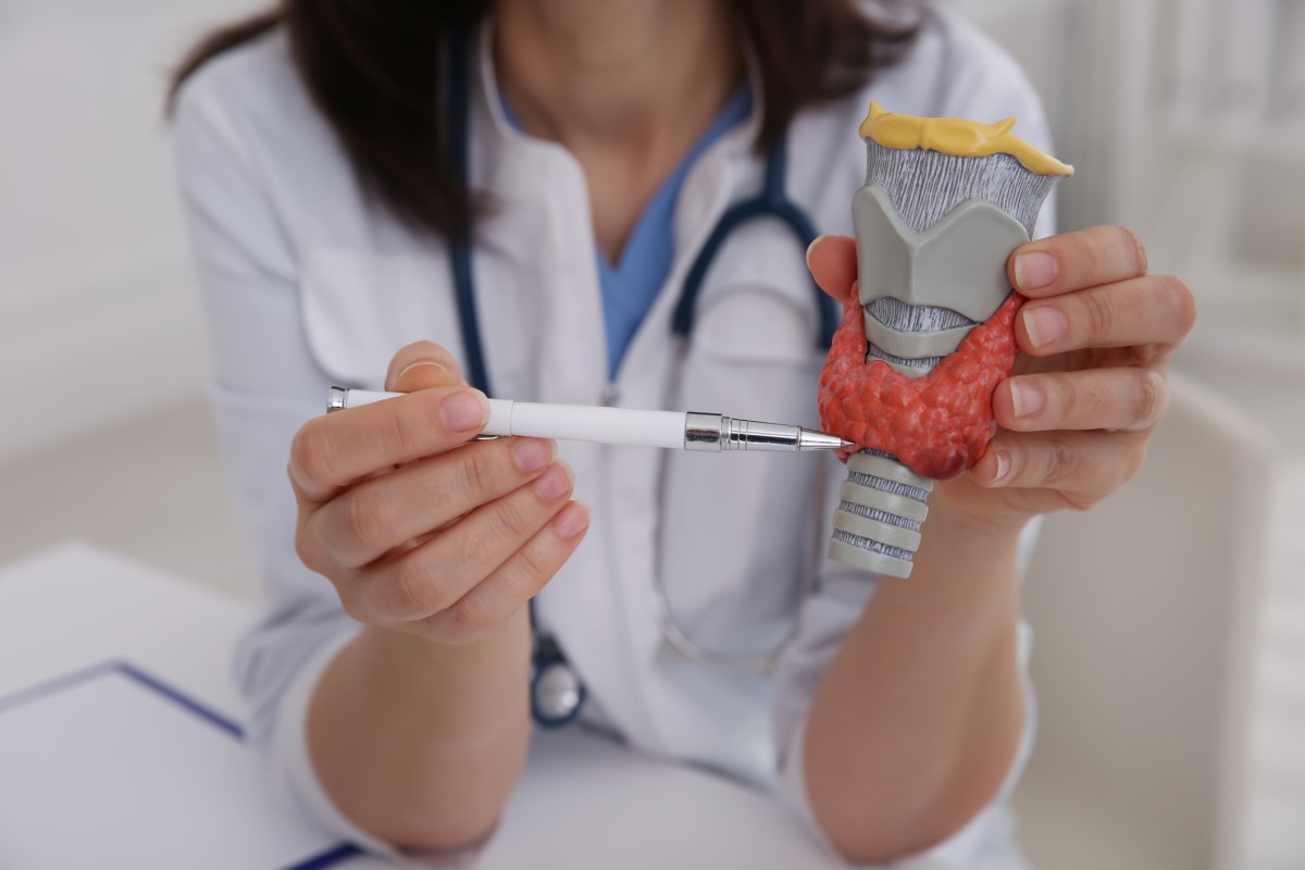Anatomický model štítné žlázy - lékařka ukazuje na model perem a drží ho v ruce.