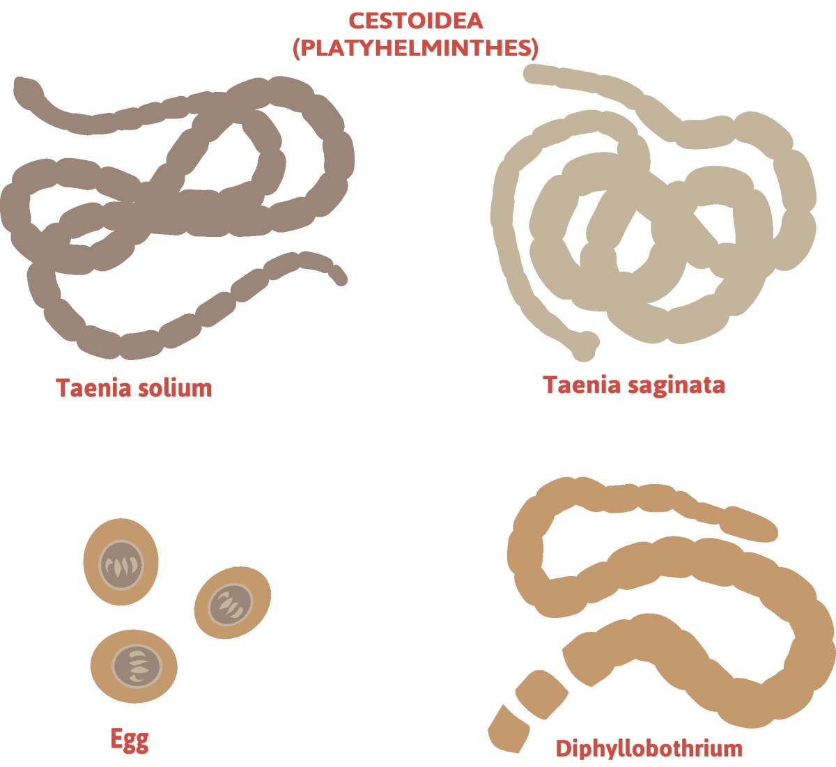 Taenia - dělení tasemnic - Taenia solium (tasemnice dlouhočlenná, syn. obecná) + Taenia saginata (tasemnice bezbranná)