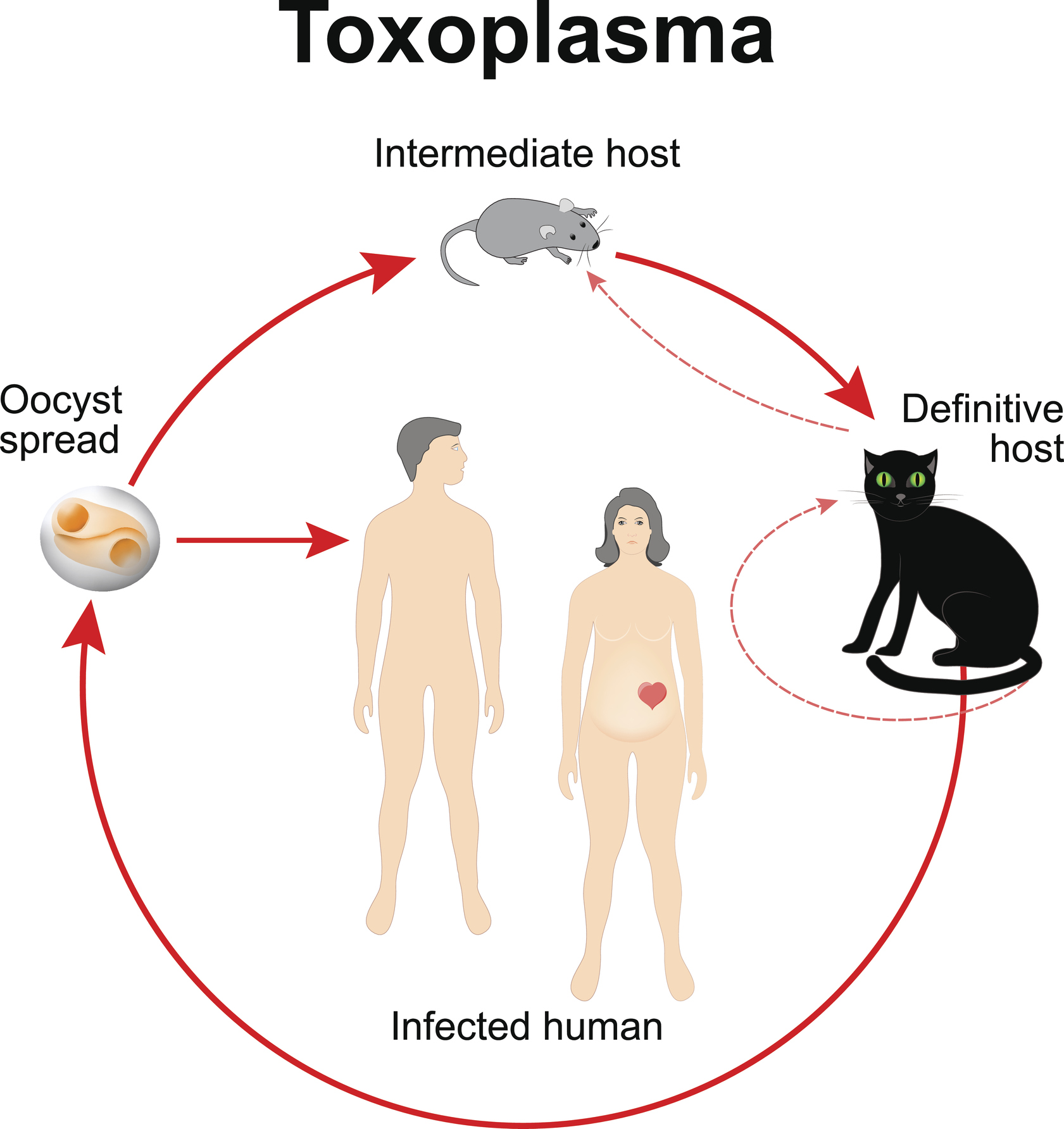 Životní cyklus Toxoplasma gondii