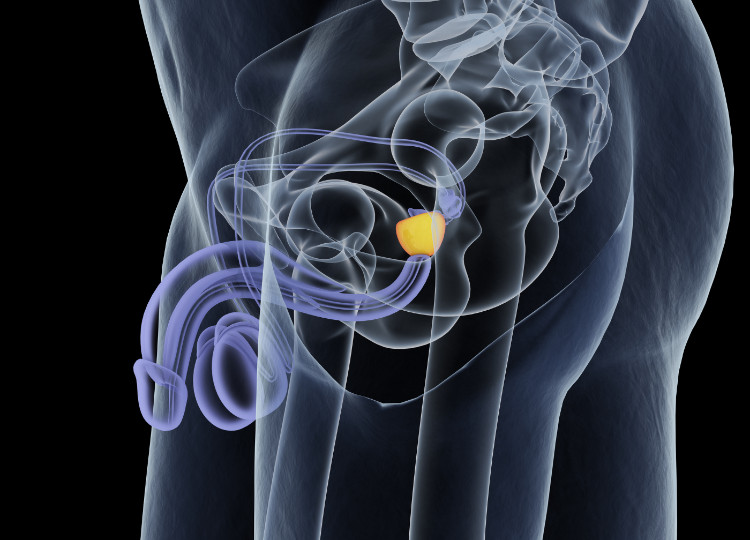 anatomické uložení prostaty