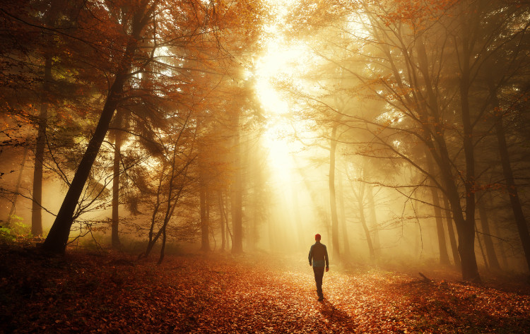 silueta muže procházejícího v hlubokém lese behem podzimu