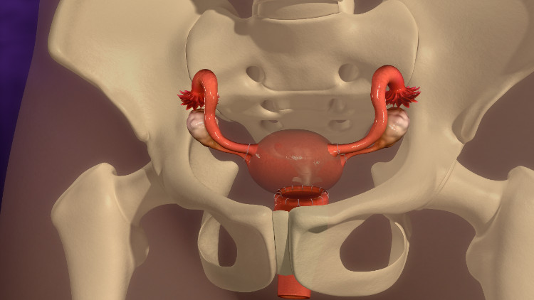 děloha anatomicky uložená v kostěném skeletu malé pánve