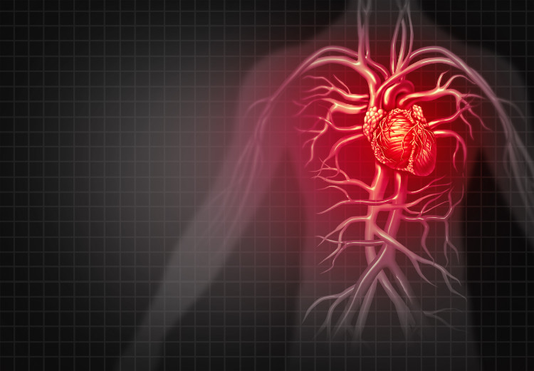 červená silueta člověka s anatomickým znázorněním srdce