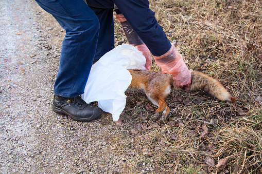 veterinář dává v rukavicích do pytle mrtvou vzteklou lisku