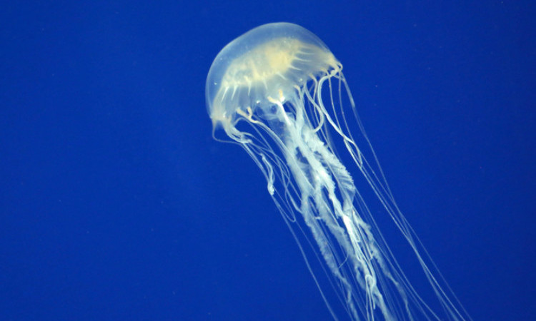 bílá medúza plave ve vodě, mořská vosa