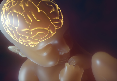 Embryo v děloze se zvýrazněným nákresem mozku