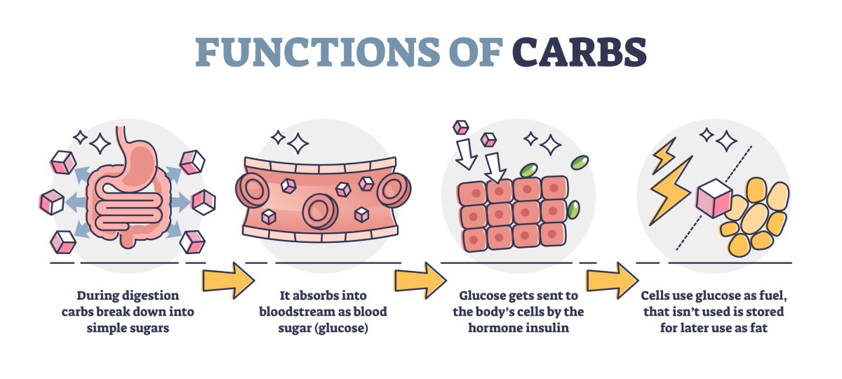 Funkce sacharidů: přeměna přijatých sacharidů na jednoduchý cukr (glukózu) - glukóza v krevním oběhu - vstřebávání glukózy buňkami pomocí hormonu inzulínu - využití glukózy jako energetického paliva.