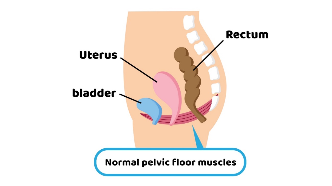 Fyziologie pánevního dna ve vztahu k pánevním orgánům. Děloha (uterus), močový měchýř (bladder), konečník (rectum).
