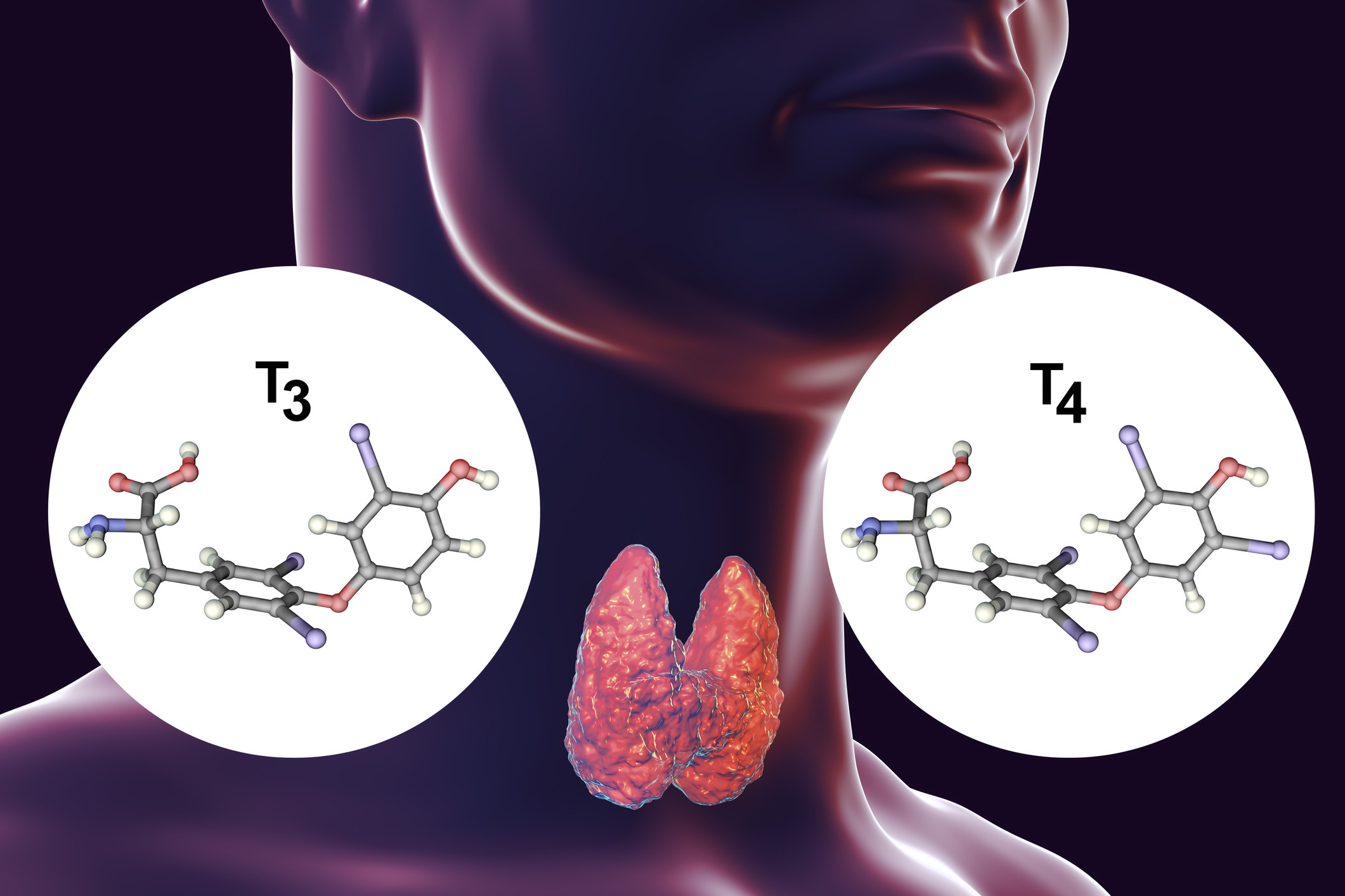 Štítná žláza je producentem hormonů štítné žlázy - tyroxinu (T4) a trijodtyroninu (T3).