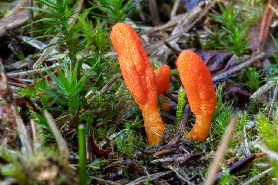 Houba Cordyceps militaris