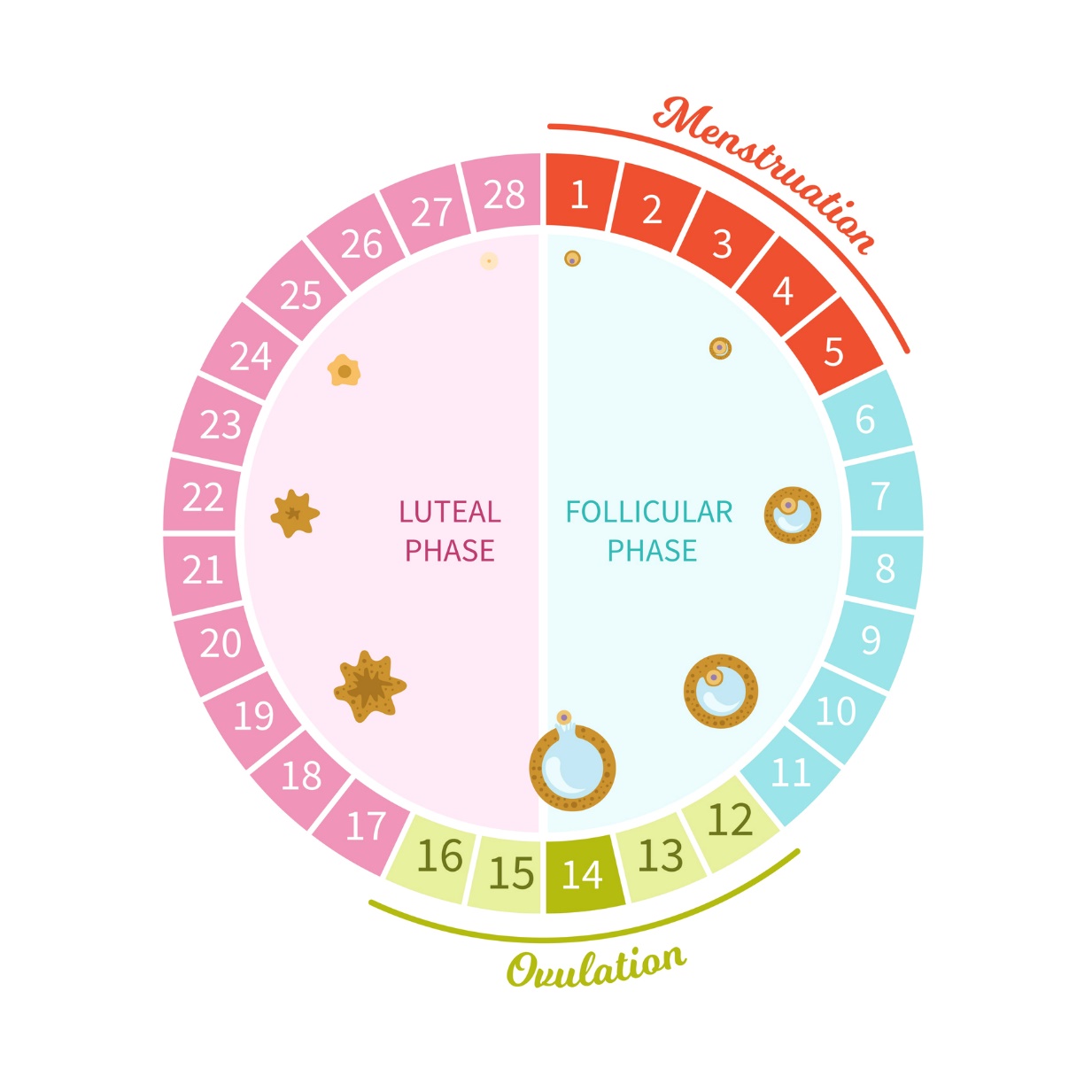 Jednotlivé fáze menstruačního cyklu ženy zobrazené v 28 dnech