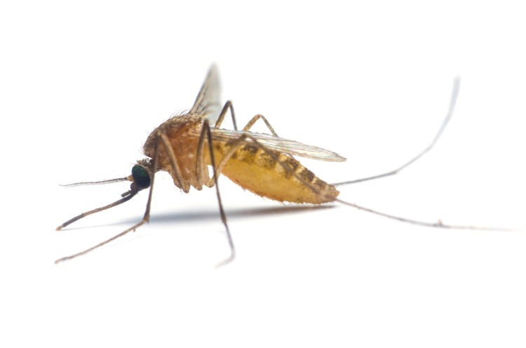 komár žlutě hnědě zbarvený z profilu, na bílém pozadí