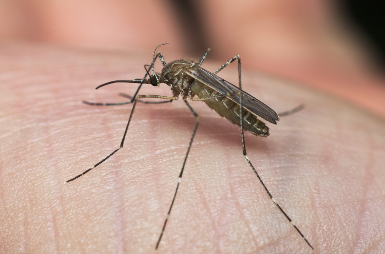 komár z rodu culex na kůži člověka
