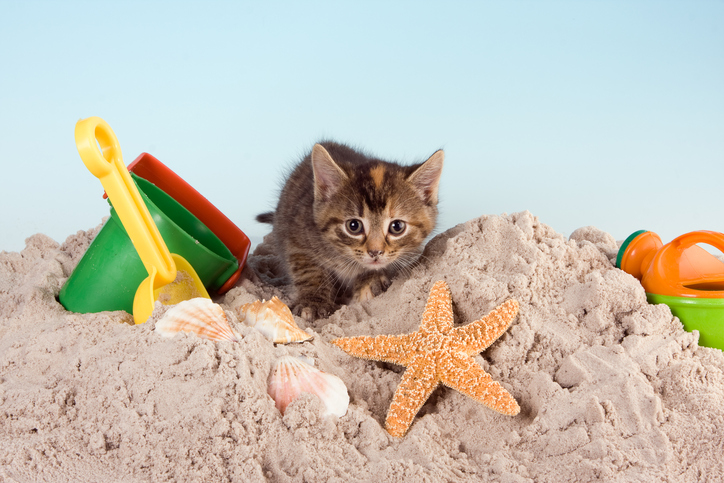 Kotě v pískovišti s dětskou lopatkou a formičkami