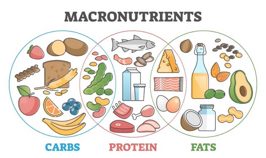 Makronutrienty a jejich zdroje ve stravě: sacharidy, bílkoviny a tuky.