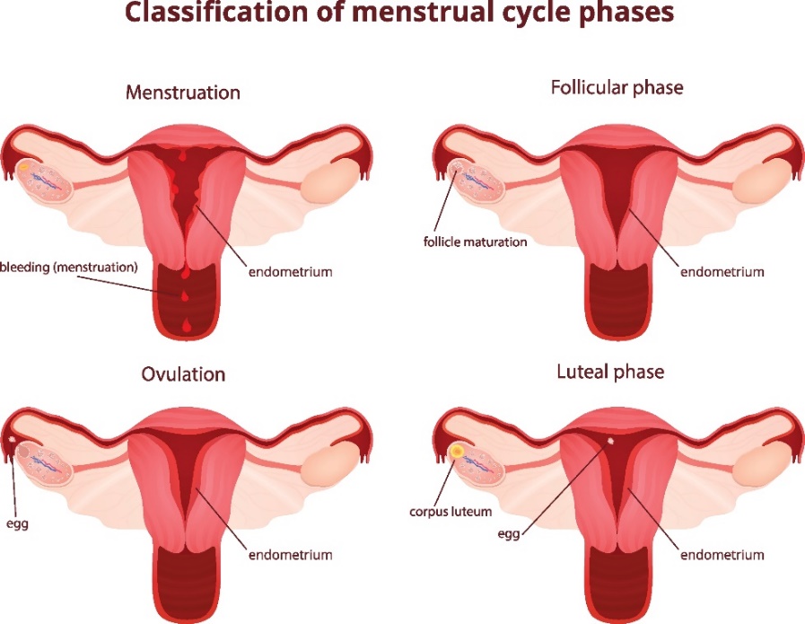 4 fáze menstruačního cyklu