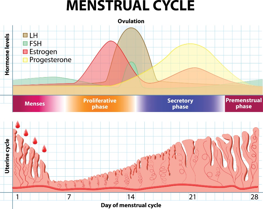 Menstruační cyklus a změny hormonů a děložní sliznice v průběhu času.