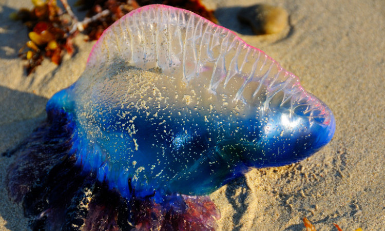 fialově modrá medúza na břehu moře, portugalský muž války