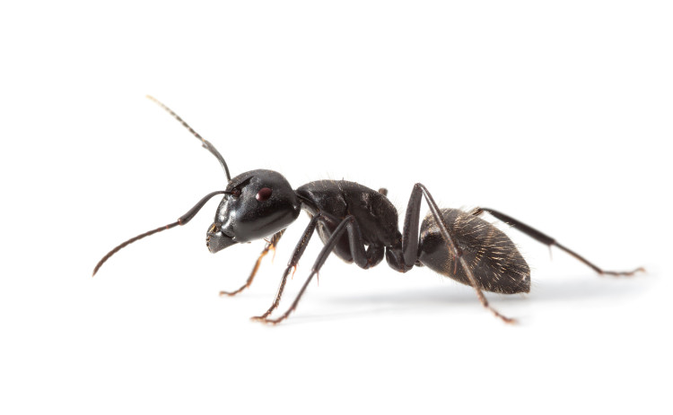 černý mravenec z profilu na bílém pozadí