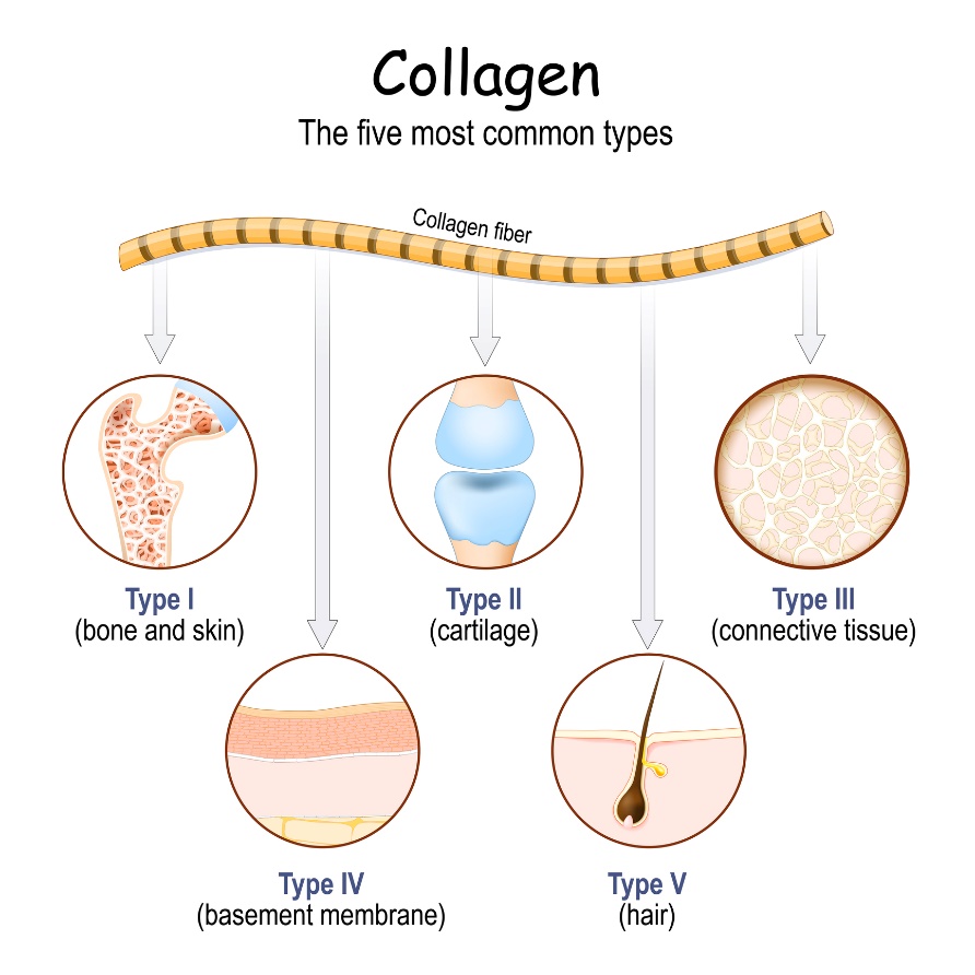 Nejběžnější typy kolagenu v lidském těle