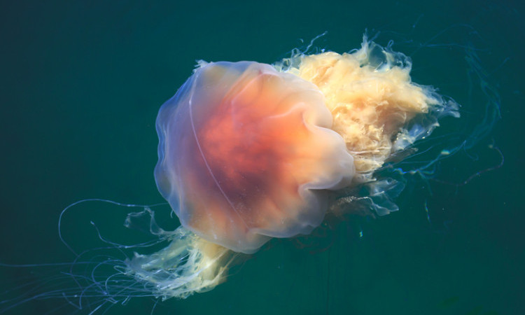 oranžová medúza plovoucí v moři, lví hříva