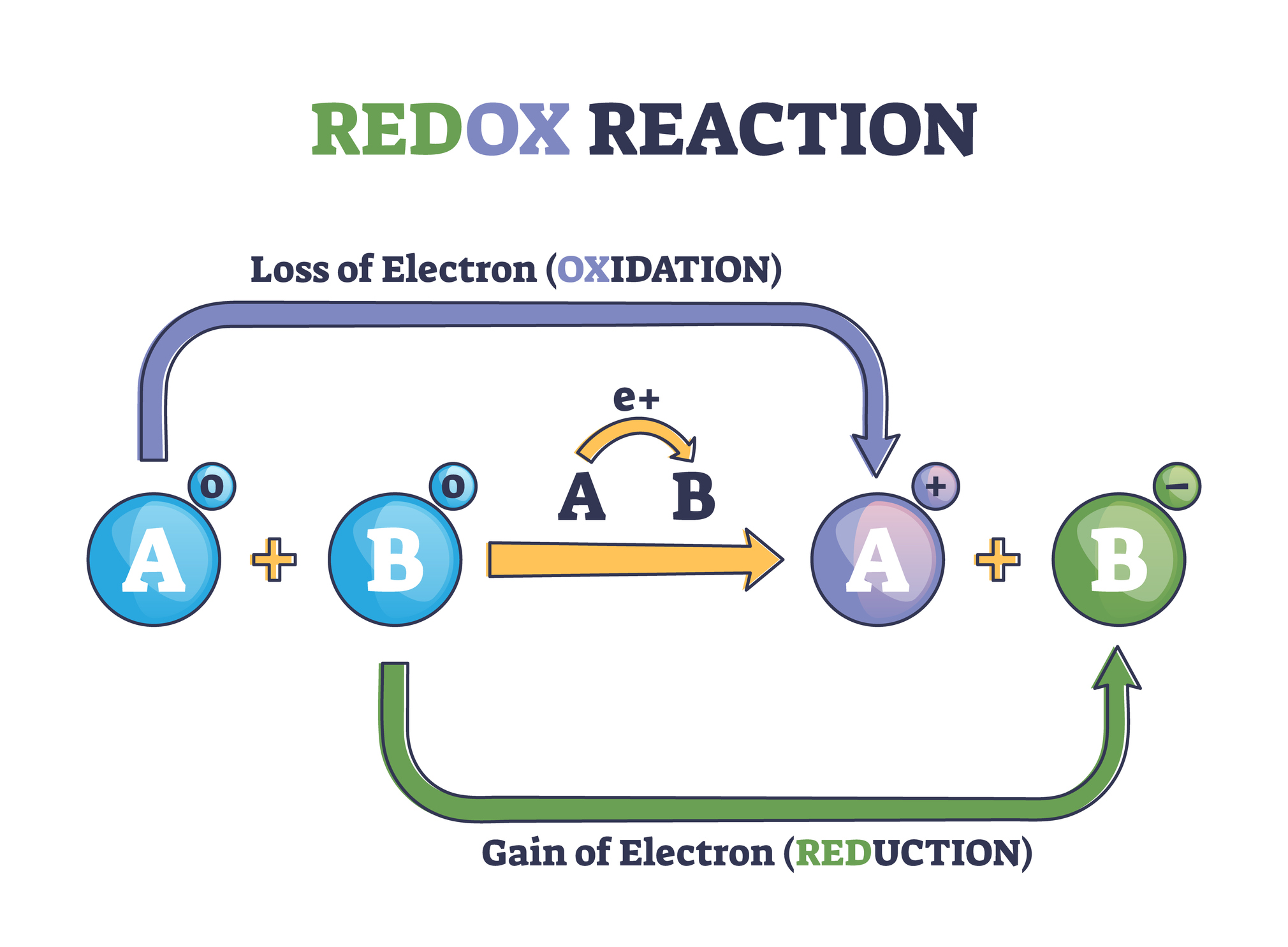 Hlavní úlohou enzymů obsahujících molybden je urychlovat oxidačně-redukční reakce.
