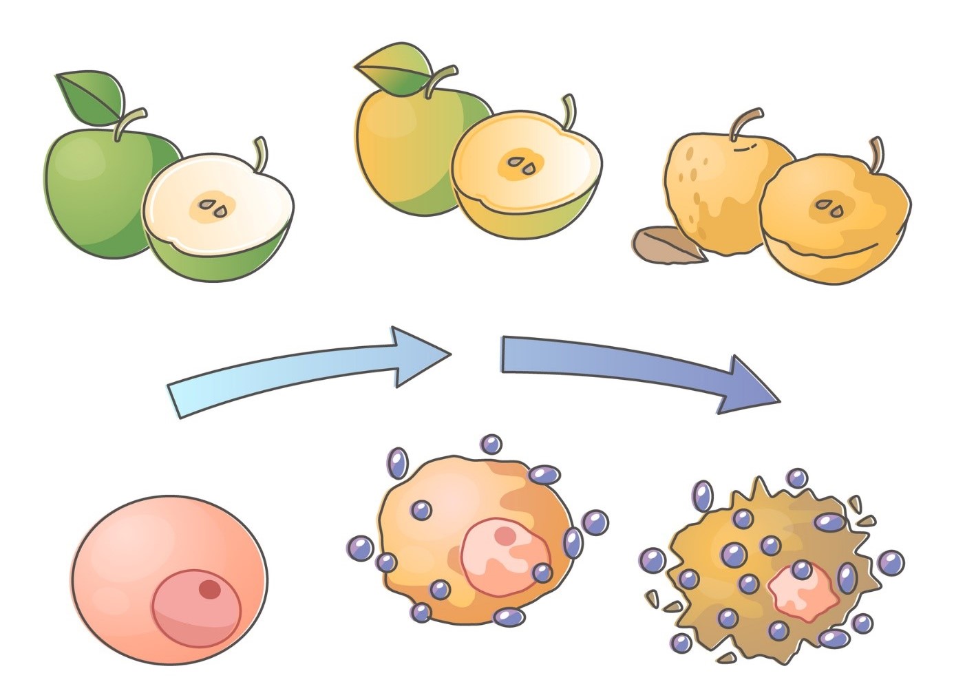 Oxidační stres - ilustrace rozpadu jablek a buněk