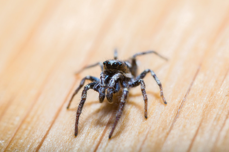 černý pavouk, záběr zepředu, na bledě hnědém pozadí